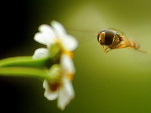 肝硬化患者不能喝蜂蜜-哪些人不能吃蜂蜜？