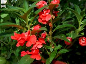 鳳仙花對(duì)家居環(huán)境的影響-鳳仙花的風(fēng)水學(xué)應(yīng)用