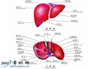 治療各類肝病的食療配方