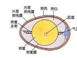 每100克雞蛋的營養(yǎng)成分