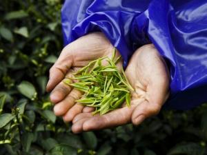 喝茶的好處和壞處-喝綠茶的好處