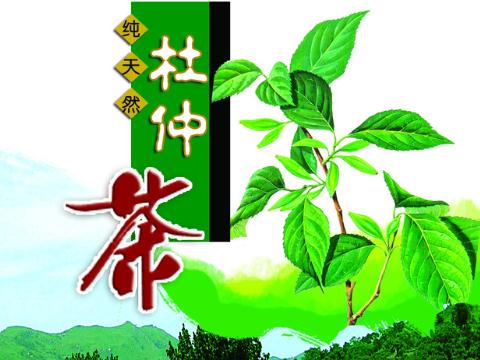 杜仲茶的營養(yǎng)價(jià)值-杜仲茶的作用與功效-杜仲茶的沖泡方法