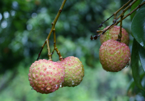 荔枝的營(yíng)養(yǎng)價(jià)值-荔枝吃多了會(huì)怎么樣？