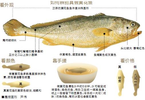 黃花魚(yú)選購(gòu)技巧：教你如何辨別“染色黃花魚(yú)”