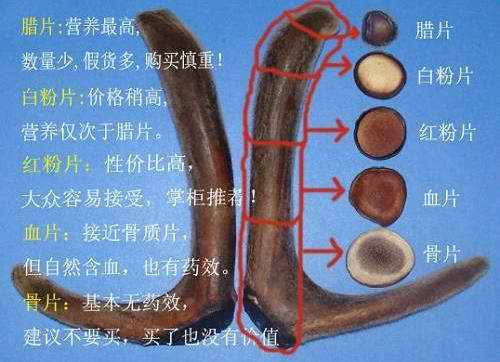 鹿茸片怎么看真假？鹿茸片真假的辨別方法