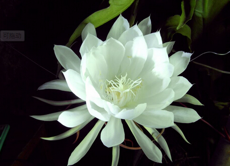 曇花對家居環(huán)境的影響-曇花的風(fēng)水學(xué)應(yīng)用