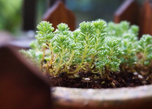 薄雪萬年草的風(fēng)水學(xué)應(yīng)用-薄雪萬年草與家居風(fēng)格的搭配