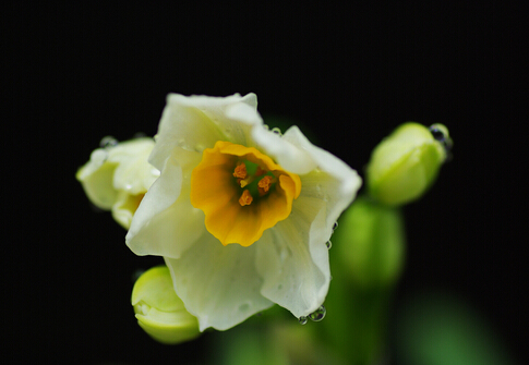 水仙花對(duì)家居環(huán)境的影響-水仙花的風(fēng)水學(xué)應(yīng)用