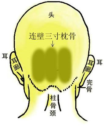 骨相圖解：連璧三寸枕骨