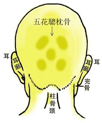 骨相圖解：五花驄枕骨