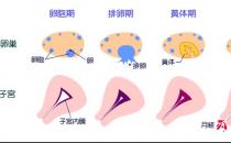 女人再不管好大姨媽 將導(dǎo)致婦科重癥疾病