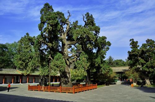 黃帝手植柏的歷史傳說(shuō)故事