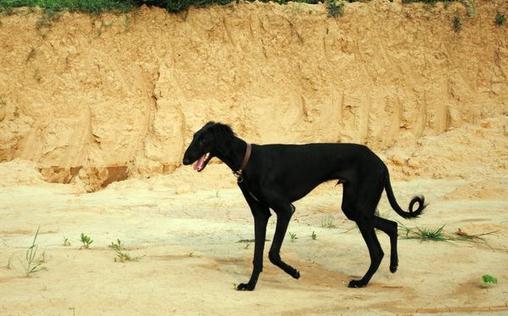 細(xì)犬如何喂養(yǎng)？細(xì)犬是什么狗？