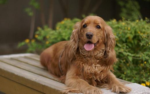 可卡犬多少錢一條？可卡犬怎么訓(xùn)練？