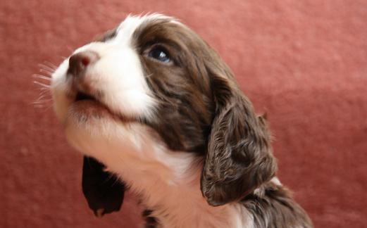 史賓格犬如何喂養(yǎng)？史賓格犬的簡介