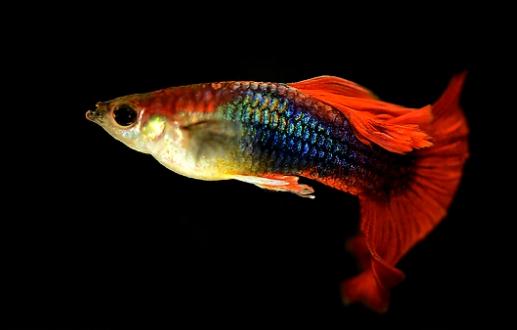 孔雀魚是如何繁殖的？