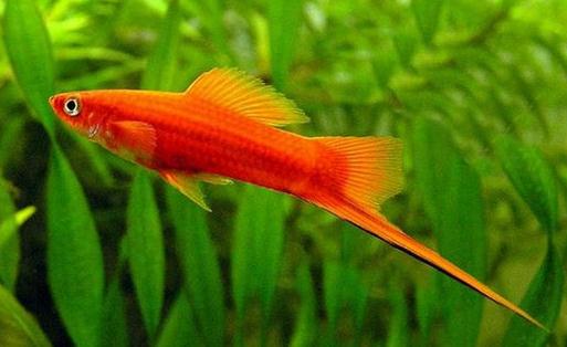 紅劍魚怎么養(yǎng)？紅劍魚的飼養(yǎng)環(huán)境