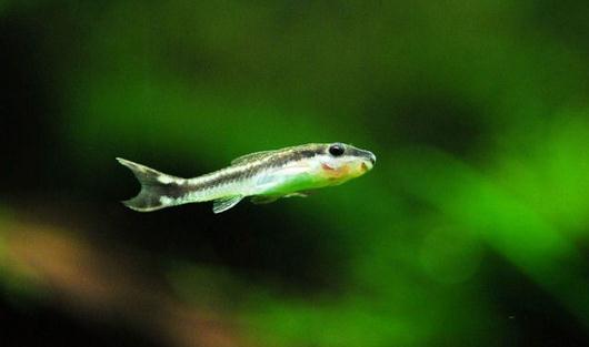 小精靈魚怎么養(yǎng)？小精靈魚的飼養(yǎng)方式