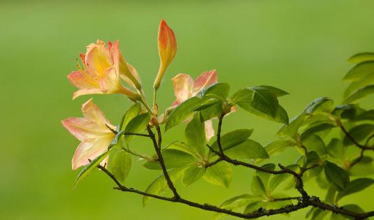 杜鵑花怎么種植？科學(xué)養(yǎng)殖杜鵑花的方法