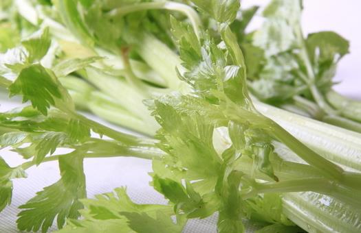 芹菜也分種類 芹菜有哪些藥效？