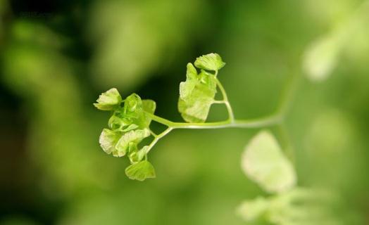 在家庭里養(yǎng)好鐵線蕨的方法