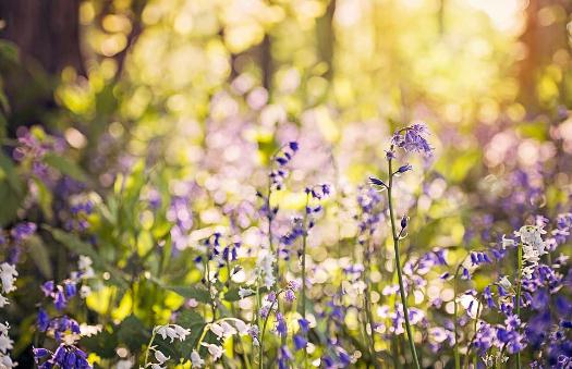 室內(nèi)花卉裝飾的基本方法