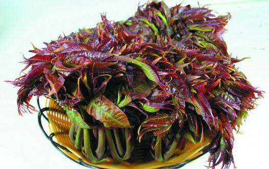 香椿不焯燙真的會(huì)中毒嗎？