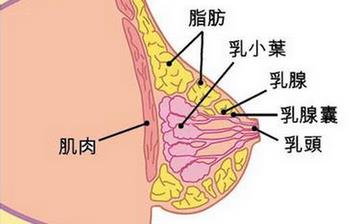 【乳房】乳房的位置發(fā)育結(jié)構(gòu)_胸部保健_乳房圖片_乳房的生理知識