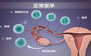 【著床】受精卵著床癥狀_著床晚是什么原因_著床需要幾天_著床出血跟月經(jīng)的區(qū)別