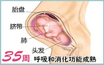 【懷孕35周】懷孕35周發(fā)育指標(biāo)_懷孕35周胎兒變化_媽媽狀態(tài)_懷孕35周注意事項(xiàng)