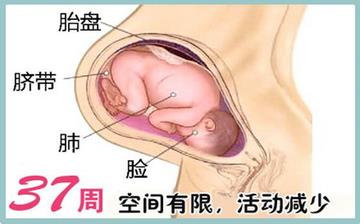 【懷孕37周】懷孕37周發(fā)育指標檢查_懷孕37周胎兒變化_媽媽狀態(tài)_懷孕37周注意事項