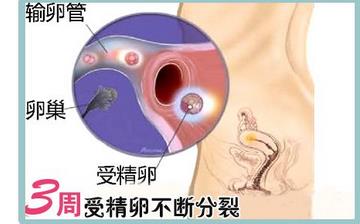 【懷孕3周】早孕3周癥狀_懷孕3周胎兒圖片_懷孕3周吃什么補(bǔ)身體