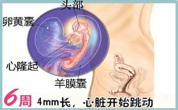 【懷孕6周】早孕6周癥狀_懷孕6周胎兒圖片_懷孕6周吃什么補身體