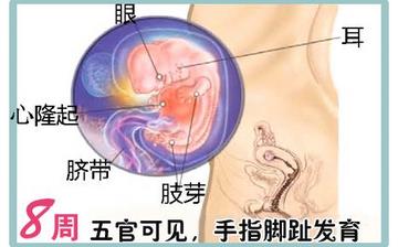 【懷孕8周】早孕8周癥狀_懷孕8周胎兒圖片_懷孕8周吃什么補(bǔ)身體