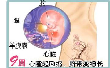 【懷孕9周】早孕9周癥狀_懷孕9周胎兒圖片_懷孕9周吃什么補(bǔ)身體