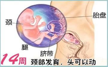 【懷孕14周】懷孕14周癥狀_懷孕14周胎兒圖片_B超數(shù)據(jù)_懷孕14周吃什么補(bǔ)身體