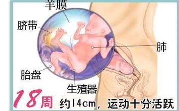 【懷孕18周】懷孕18周癥狀_懷孕18周胎兒圖片_B超數(shù)據(jù)_懷孕18周吃什么補(bǔ)身體