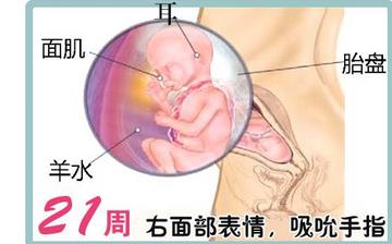 【懷孕21周】懷孕21周癥狀_懷孕21周胎兒圖片_B超數(shù)據(jù)_懷孕21周吃什么補身體