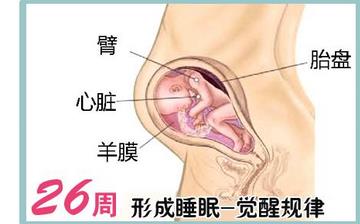 【懷孕26周】懷孕26周癥狀_懷孕26周胎兒變化_媽媽狀態(tài)_懷孕26周注意事項(xiàng)