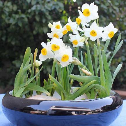 水仙花的正確養(yǎng)護方法 養(yǎng)水仙花的注意事項