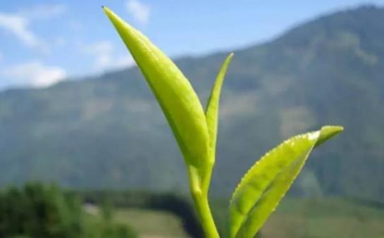 茶中佳品明前茶的獨(dú)特優(yōu)點(diǎn) 喝明前茶的注意事項(xiàng)