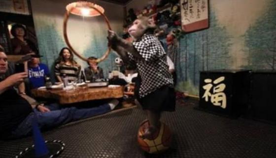 日本最火爆的餐廳之一 猴子當(dāng)服務(wù)生，報(bào)酬只要香蕉