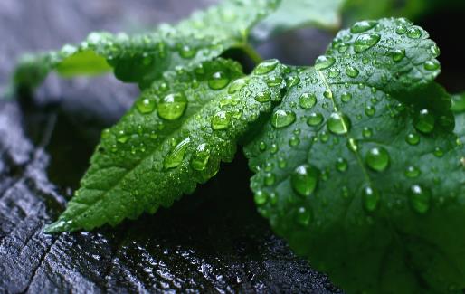 這些藥茶對身體大有益處