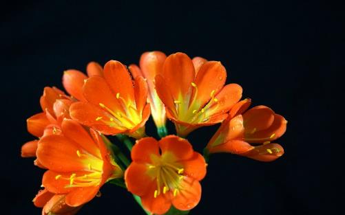 君子蘭養(yǎng)得好，9點(diǎn)“注意事項(xiàng)”，都做到不信養(yǎng)不好！