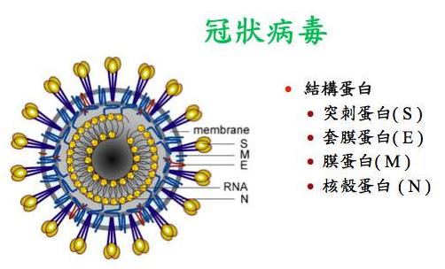 24問新型冠狀病毒肺炎乙類傳染病 事實到勘謬最全知識點