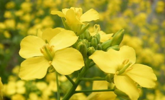 油菜花粉能有效預防疾病