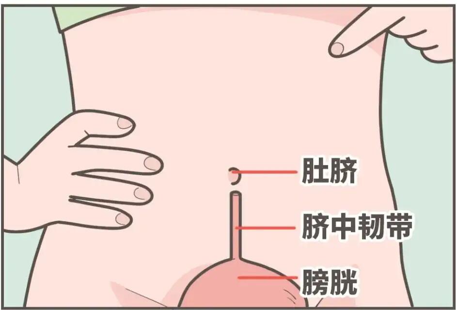 肚臍下面疼是怎么回事，肚臍下面疼是怎么回事男性